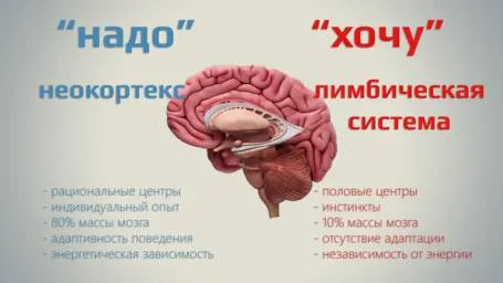 Неокортекс (neocortex) это